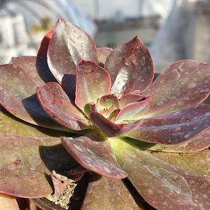 Echeveria Lady Burgandy