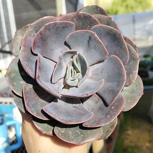Echeveria Dusty Rose
