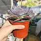 Echeveria Dusty Rose - Miniatura 7