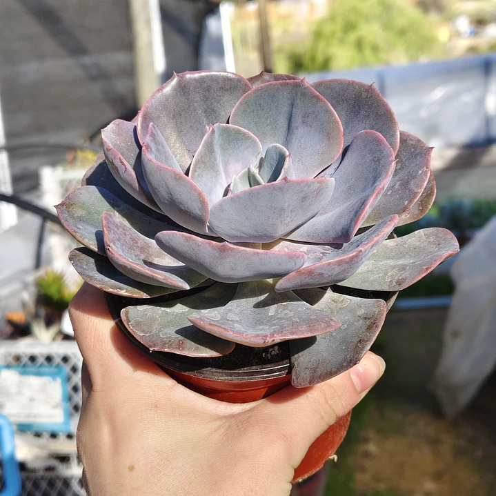 Echeveria Dusty Rose 4