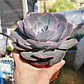 Echeveria Dusty Rose - Miniatura 4
