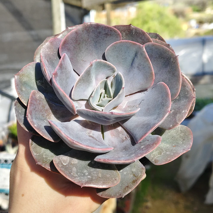 Echeveria Dusty Rose 5