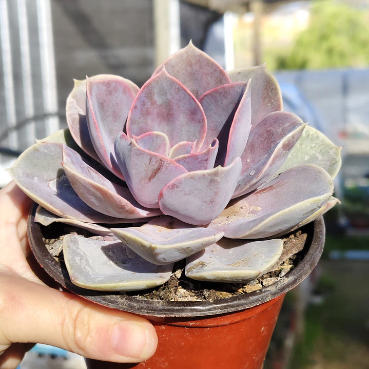 Echeveria Perle Von Nurnberg 5