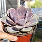 Echeveria Perle Von Nurnberg - Miniatura 5