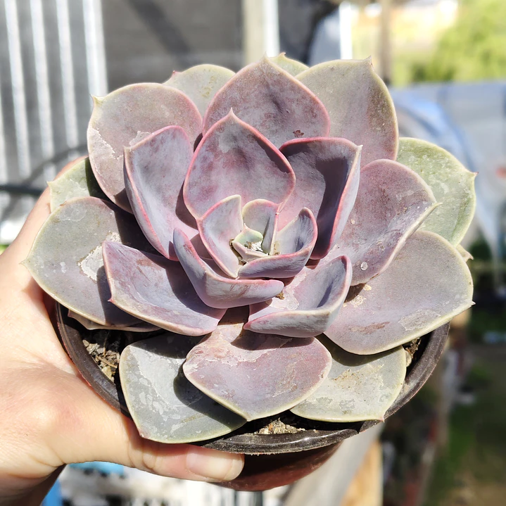 Echeveria Perle Von Nurnberg 1