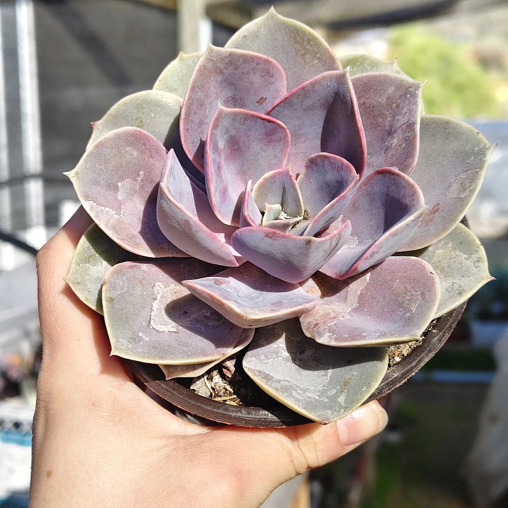 Echeveria Perle Von Nurnberg 4