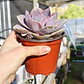 Echeveria Perle Von Nurnberg - Miniatura 3