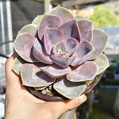 Echeveria Perle Von Nurnberg