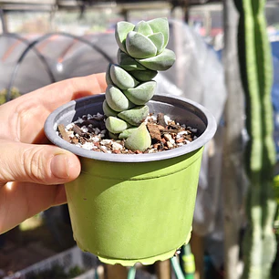 Crassula Moonglow