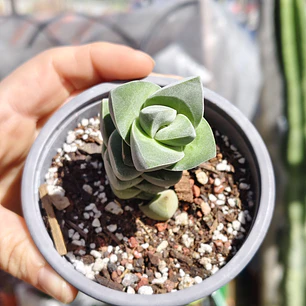 Crassula Moonglow