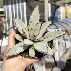Kalanchoe Tomentosa (Oreja de conejo)