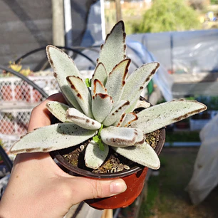 Kalanchoe Tomentosa (Oreja de conejo)