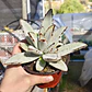Kalanchoe Tomentosa (Oreja de conejo) - Miniatura 1