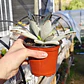 Kalanchoe Tomentosa (Oreja de conejo) - Miniatura 3