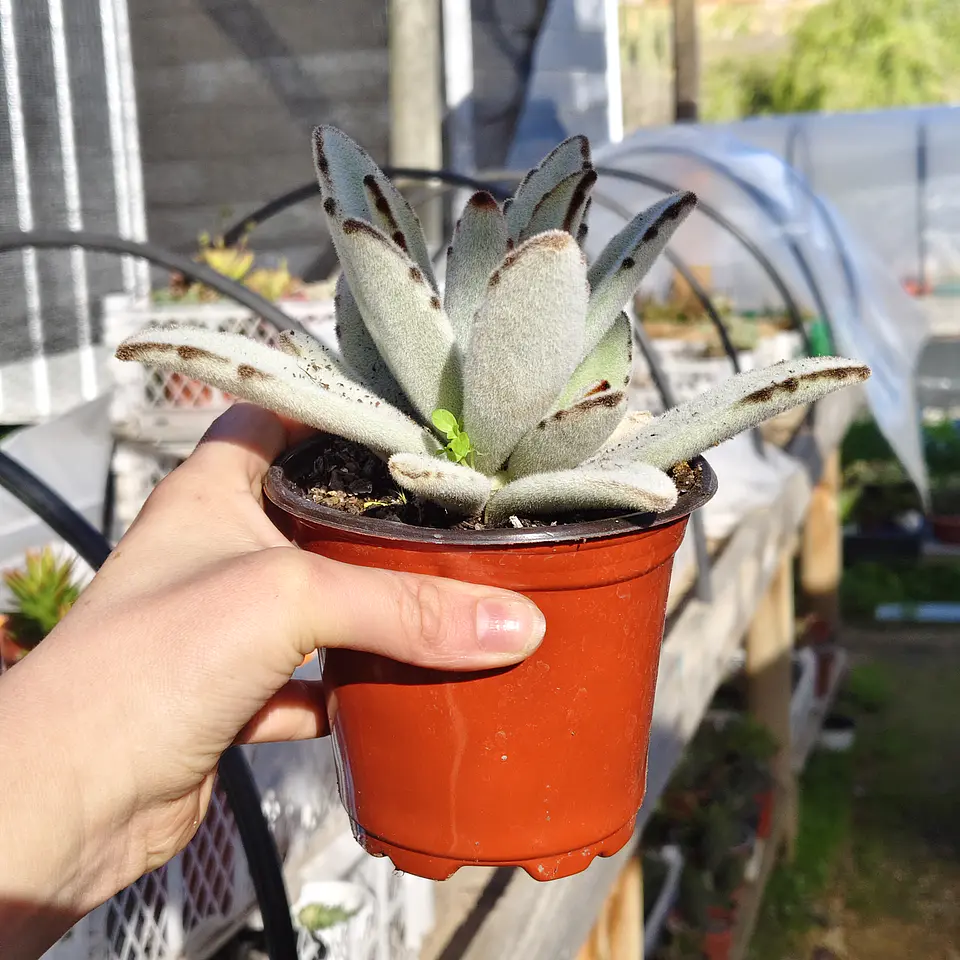 Kalanchoe Tomentosa (Oreja de conejo) 3