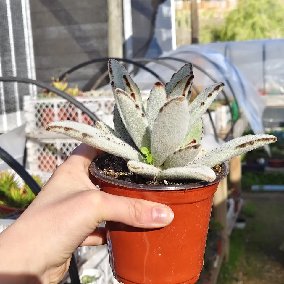 Kalanchoe Tomentosa (Oreja de conejo) 4