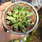 Sempervivum Oddity - Miniatura 6
