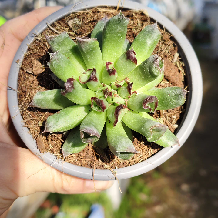 Sempervivum Oddity 4