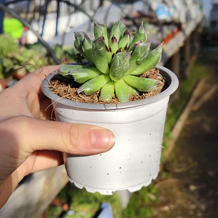 Sempervivum Oddity