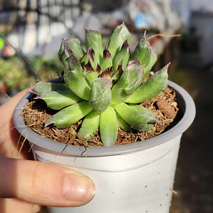 Sempervivum Oddity
