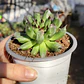 Sempervivum Oddity - Miniatura 1