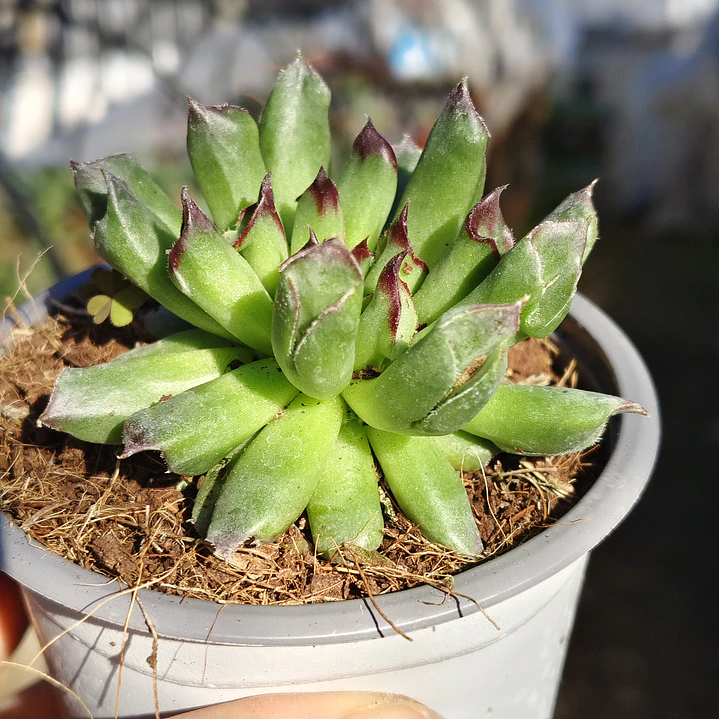 Sempervivum Oddity 3
