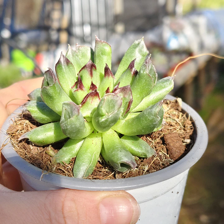 Sempervivum Oddity 5