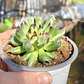 Sempervivum Oddity - Miniatura 5