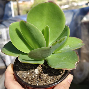 Echeveria Pallida
