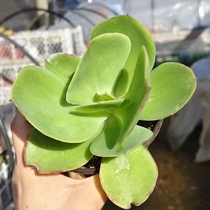Echeveria Pallida