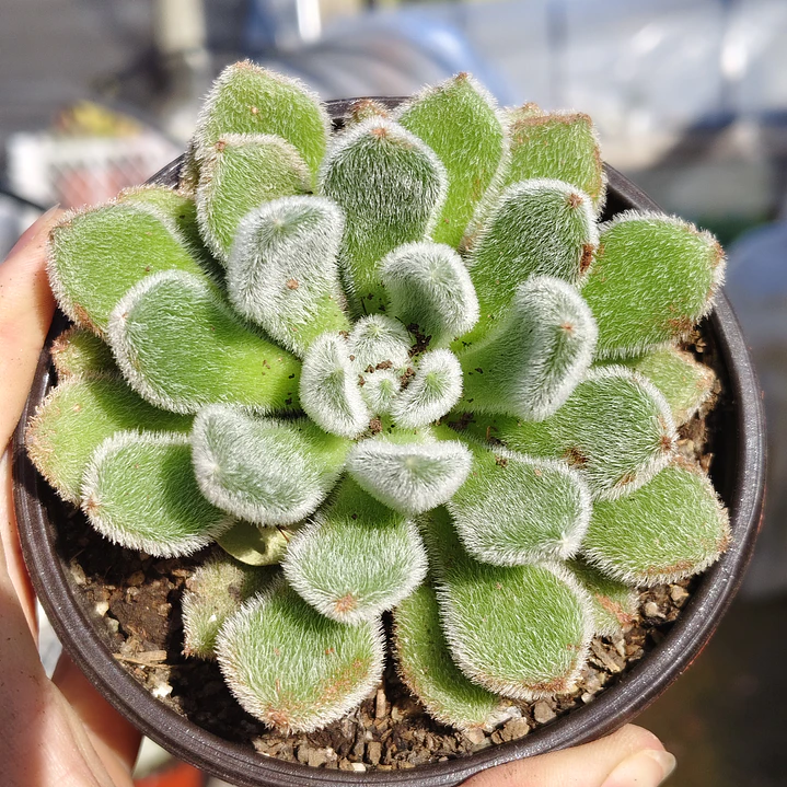 Echeveria Setosa Doris Taylor 1
