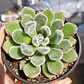 Echeveria Setosa Doris Taylor - Miniatura 1