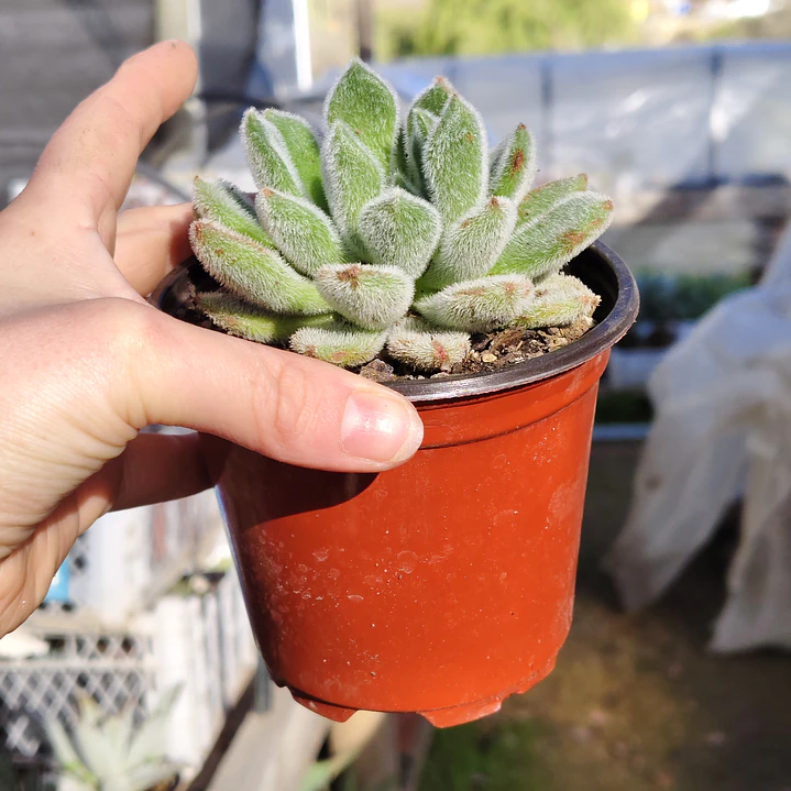 Echeveria Setosa Doris Taylor 3