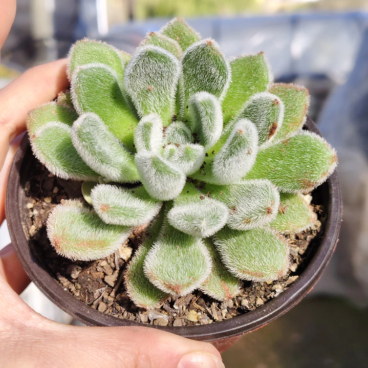 Echeveria Setosa Doris Taylor 4