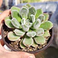 Echeveria Setosa Doris Taylor - Miniatura 4