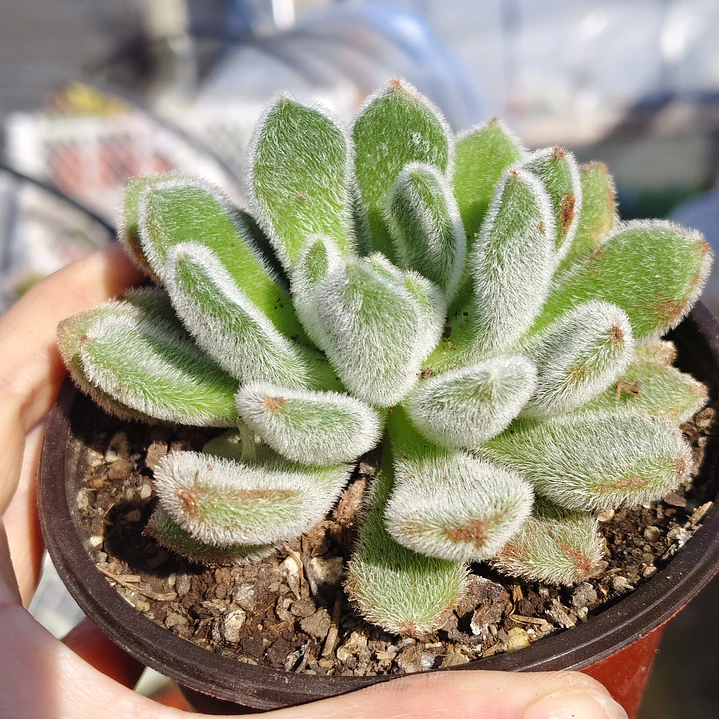 Echeveria Setosa Doris Taylor 2