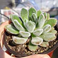 Echeveria Setosa Doris Taylor - Miniatura 2
