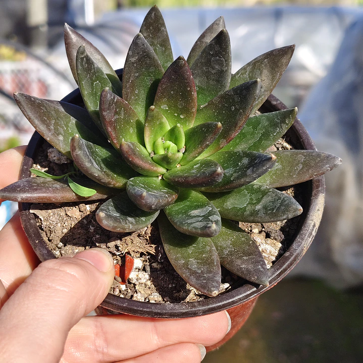 Echeveria Affinis 3