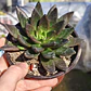 Echeveria Affinis - Miniatura 3