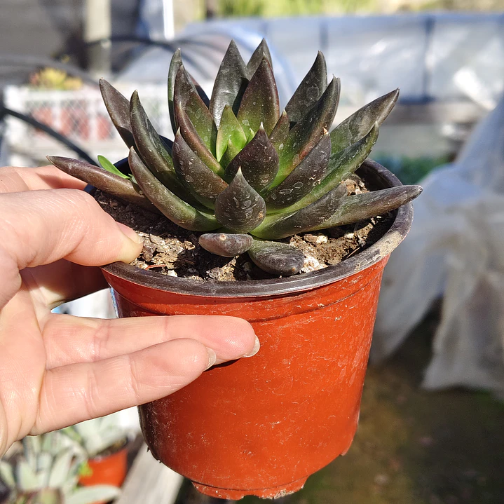 Echeveria Affinis 2
