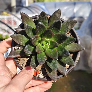 Echeveria Affinis