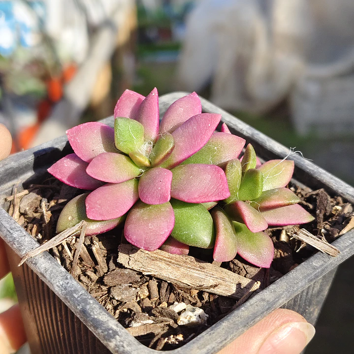 Anacampseros Rufescens 