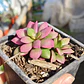 Anacampseros Rufescens 