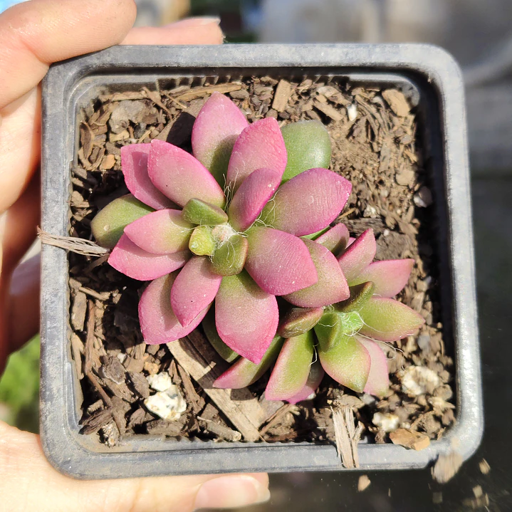 Anacampseros Rufescens 