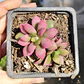 Anacampseros Rufescens 