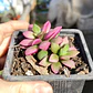 Anacampseros Rufescens 