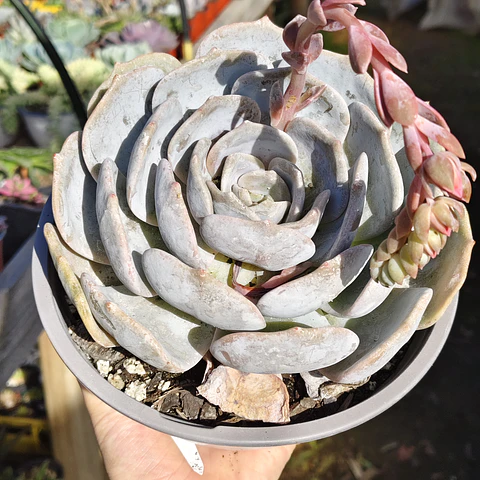 Echeveria Moondust