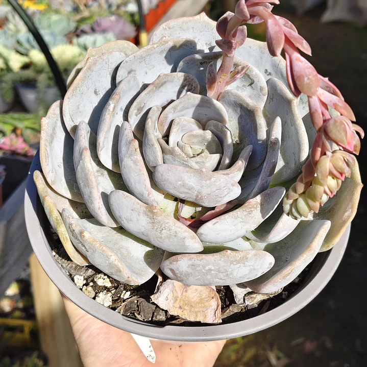 Echeveria Moondust 1