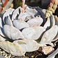 Echeveria Moondust - Miniatura 2