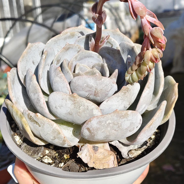 Echeveria Moondust 3